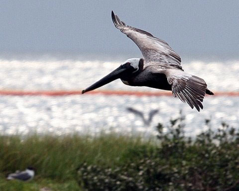 A brown pelican souring in front of an ocean backdrop.