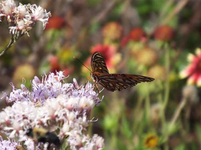 A gulf fritillary sipping on nectar.