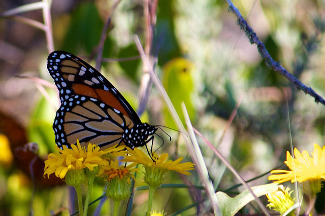 A monarch butterfly perched on a plant.